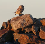 IMG_7658 Little Owl (2)_edited.jpg