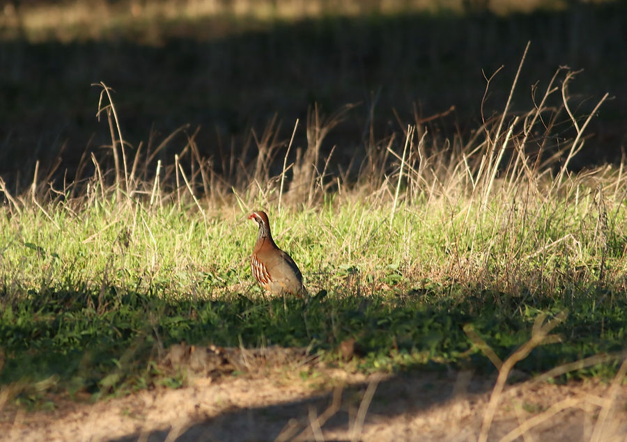 Red-legged Partridge Spain December 2021 - Alex Casha