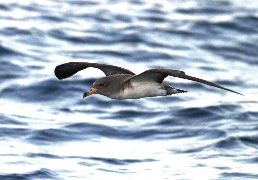 Scopoli's Shearwater off Gozo July 2016 - Alex Casha
