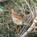 Song Thrush Turdus philomelos