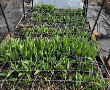tulips.jpg