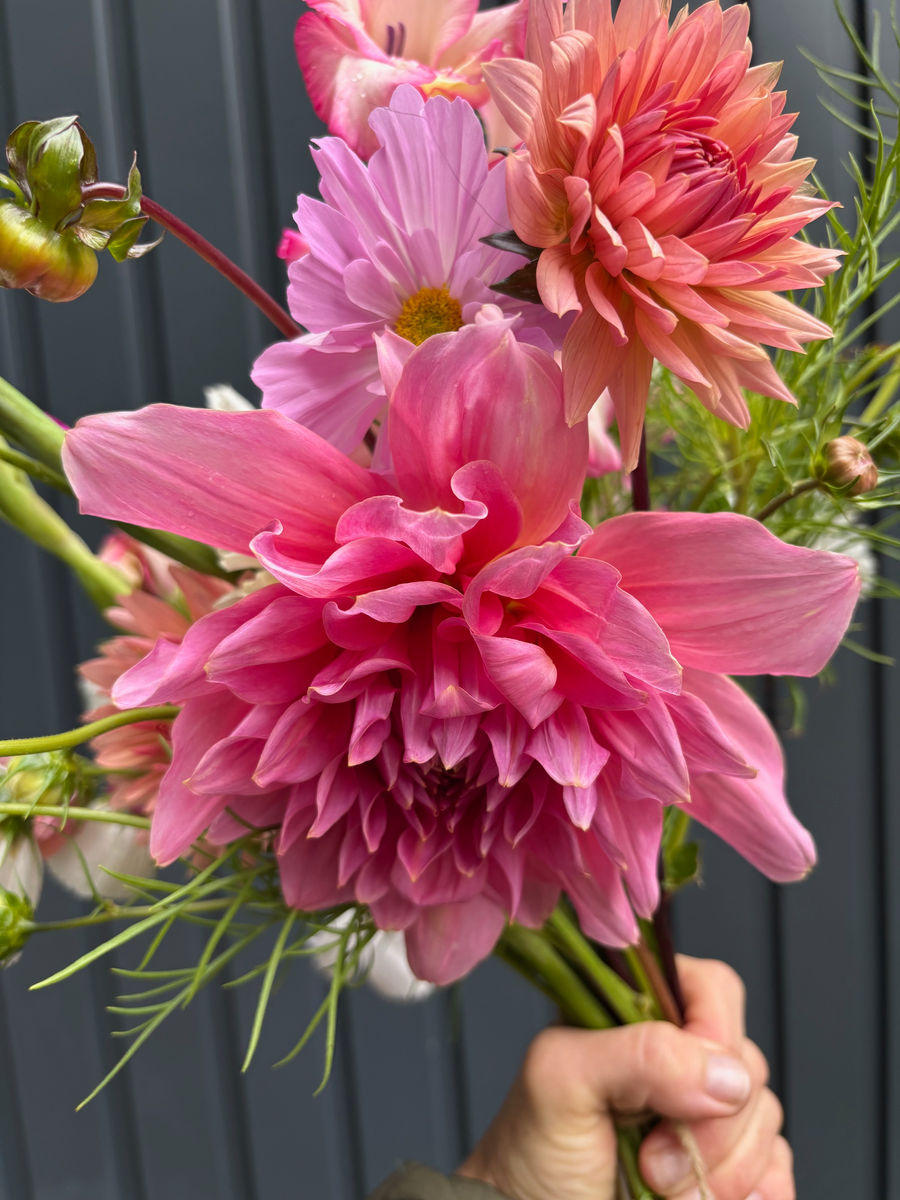 Dahlia Pick & Arrange