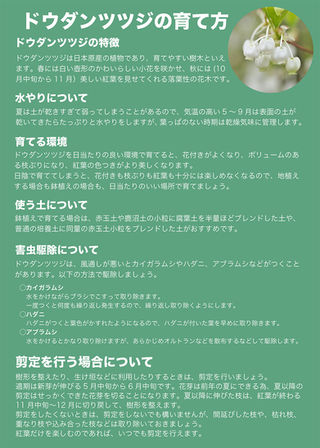 ドウダンツツジ苗木プレゼント