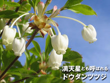 ドウダンツツジ苗木プレゼント