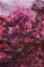 Crabapple Tree, Long Island, NYC #2