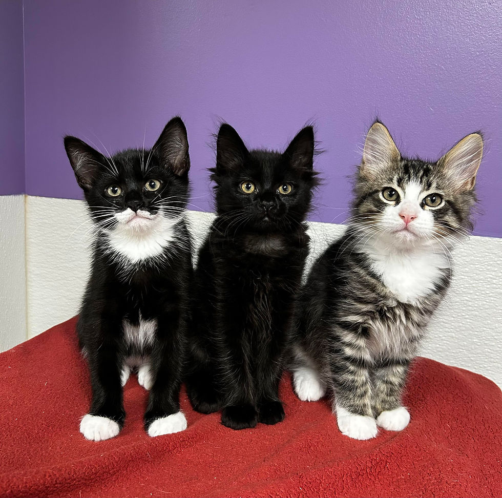 23-Minnies kittens
