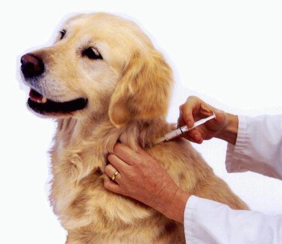 Rabies-Vaccine-.gif