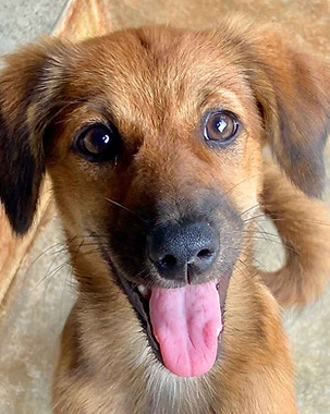 Orchestra, a dog awaiting adoption at Animal SOS Sri Lanka's sanctuary