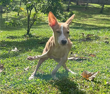 Flash, rescue dog available for sponsorship