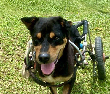 Phoenix, rescue dog available for sponsorship