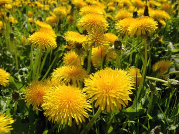 Herb of the Month