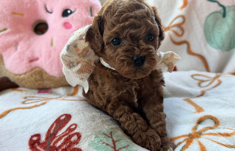 Thumbnail: Tulip AKC Tiny Toy Female Poodle