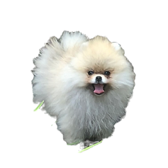 BD6EEB9B-4644-4200-A6A1-0F9D7F38535C_1_105_c_edited.png