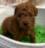 Thumbnail: Marti Tiny Toy Poodle AKC