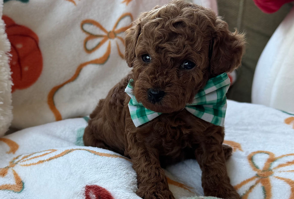 Thumbnail: Tater AKC Tiny Toy Male Poodle