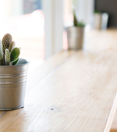 Cactus Plant