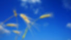 wheat-3640585_1280.jpg