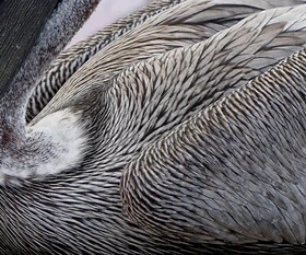 Feathers 1.jpg.webp