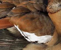 Feathers 2.jpg.webp