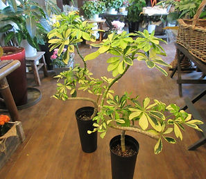 山梨県中央市　花屋　丹澤　観葉植物　インテリア　空気清浄