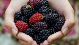 Disa fakte të mahnitshme për frutat dhe perimet