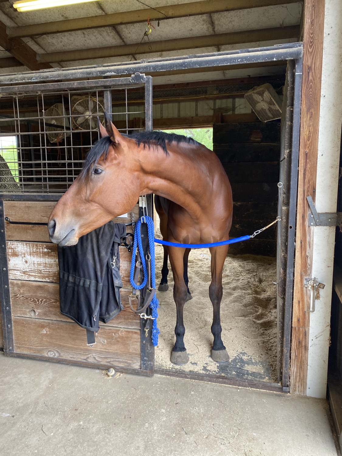 ROYAL CROSS STUD