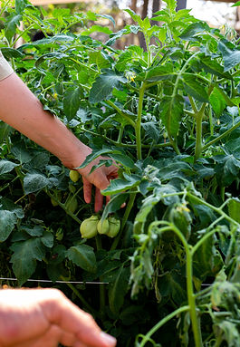 gardening web-2.jpg