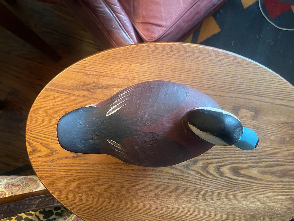 Thumbnail: Harry Jobes Ruddy Duck