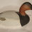 Thumbnail: Bob Coleman Canvasback Decoy