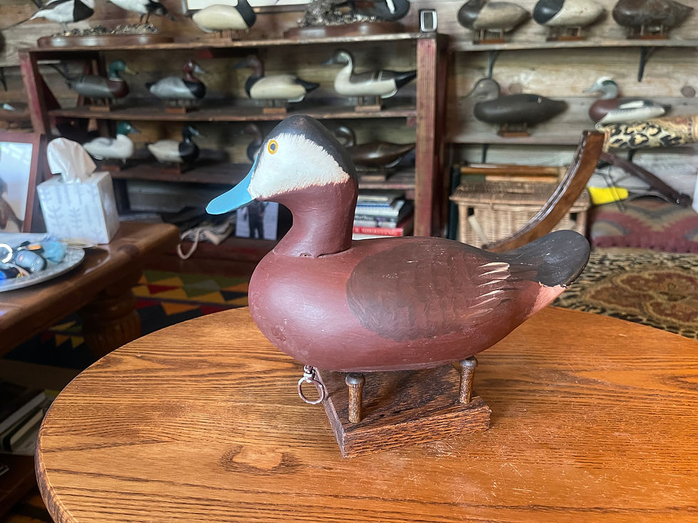 Thumbnail: Harry Jobes Ruddy Duck