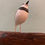 Thumbnail: Wilson's Plover
