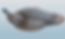Thumbnail: Green Wing Teal by Tom Matus