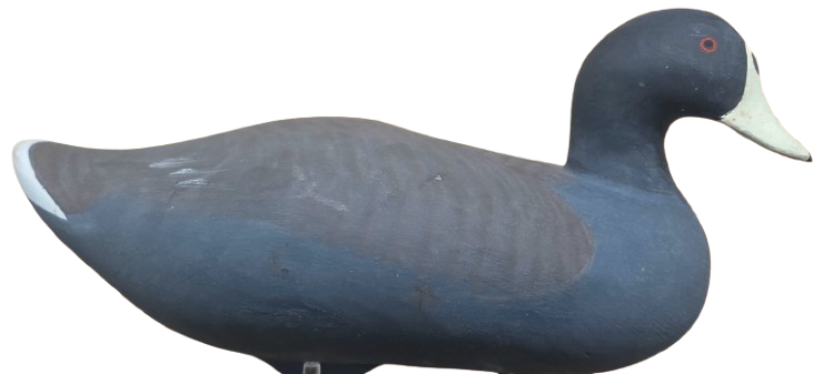 R Madison Mitchell Coot Decoy