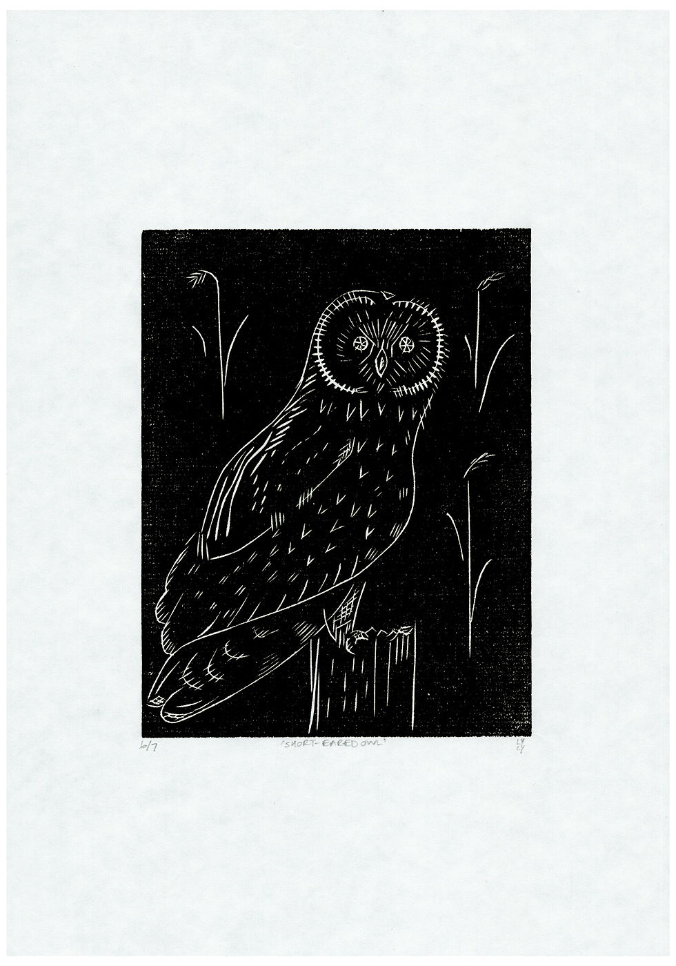 Thumbnail: 'Short-Eared Owl'