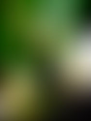 旭川では水芭蕉が満開です(旭川市春光台公園、2024年4月24日)