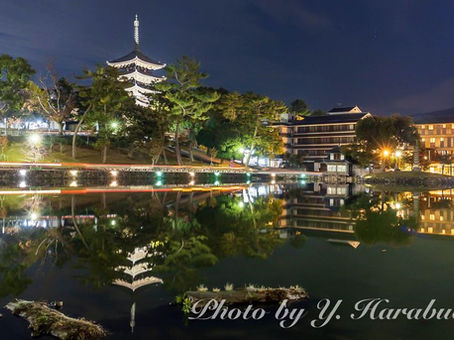 興福寺五重塔 (2022年11月18日)