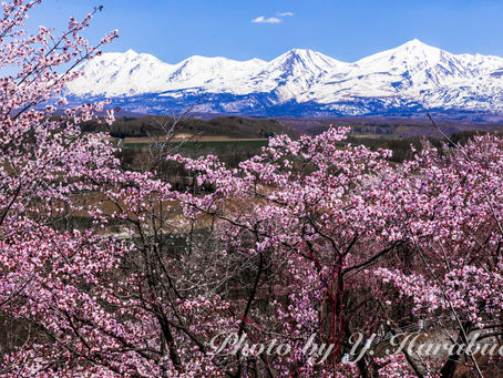 旭川ではエゾヤマ桜満開です3 (#深山峠、#美瑛町、2023年5月2日)