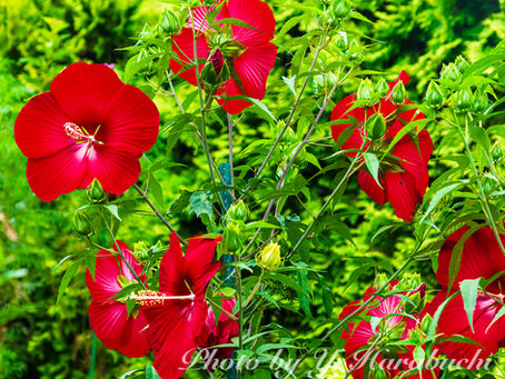 ぶっちぃガーデン2025(11)(2025年9月4日) タイタンビスカス、コスモス、グラジオラス、ムクゲが咲いてます。