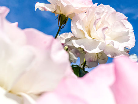 大阪ではバラが満開です（大阪中之島公園、2024年5月17日）