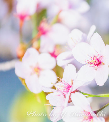 桜が待ち遠しい(2024年3月21日)Can't wait for the cherry blossoms (March 21, 2024)