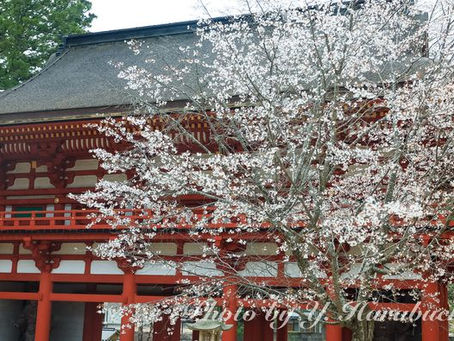 高野山 金剛峯寺(2023年4月12日)