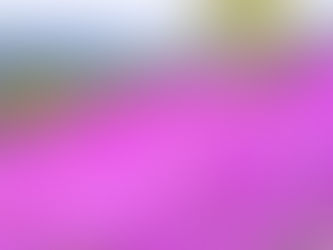 北海道では芝桜がほぼ満開です!(滝ノ上町芝桜公園、2024年5月11日)