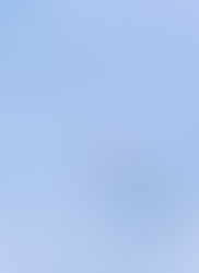 流氷で一服、日本最大の猛禽類! オオワシ(2月17日、斜里町ウトロ)、道東は鳥撮りのパラダイス