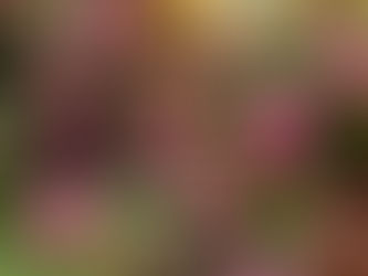 今が見頃です! バラの園(海の中道海浜公園、福岡市、2023年5月19日)