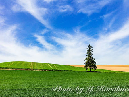 陽春の丘(#クリスマスツリーの木、#美瑛町、2023年5月26日)