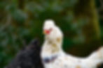 Rare breed Devon Blue Hen