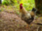 Heritage Breed Wyandotte Cockerel