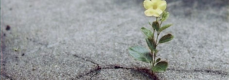 yellow-flower-growing-crack-street-hope-