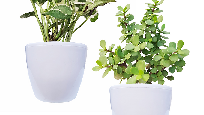 Air Purifying Indoor Bundle of 2 Plants (N'Joy Money Plant & Jade Plant)