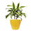Thumbnail: Song Of India / Dracaena Reflexa Plant